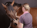 International Diploma in Equine Osteopathy