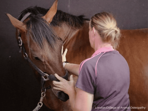 International Diploma in Equine Osteopathy