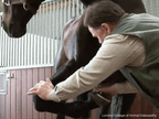 International Diploma in Equine Osteopathy
