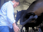 International Diploma in Equine Osteopathy