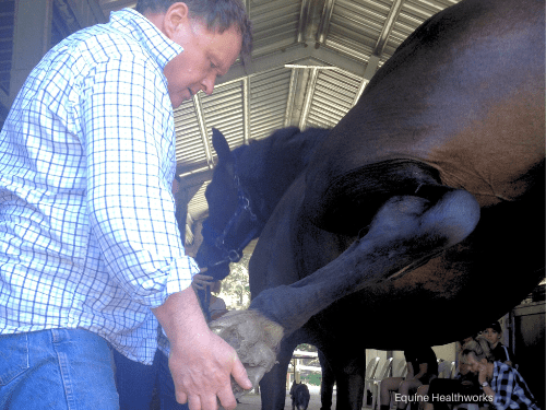 International Diploma in Equine Osteopathy
