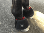 SAVE $50! Red Light Boots Combo for Horses (Australia only)