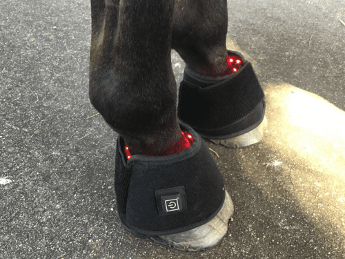 SAVE $50! Red Light Boots Combo for Horses (Australia only)