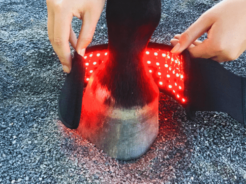 SAVE $50! Red Light Boots Combo for Horses (Australia only)