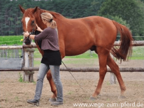 A Course in Lungeing with Babette Teschen