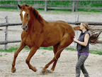 A Course in Lungeing with Babette Teschen