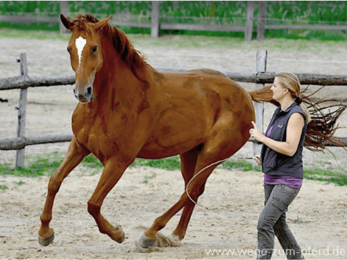 A Course in Lungeing with Babette Teschen