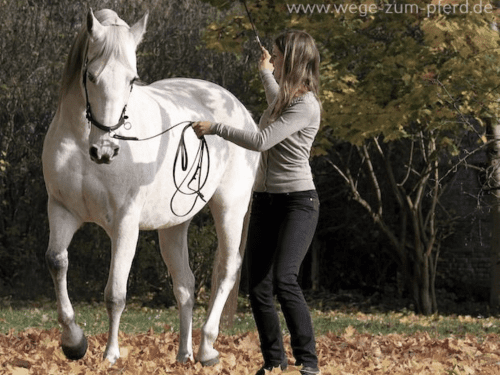 A Course in Lungeing with Babette Teschen
