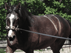 A Course in Lungeing with Babette Teschen
