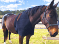 Neck and Shoulder Wrap Pad - Red Light & Near Infrared