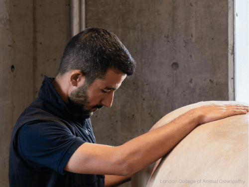 International Diploma in Equine Osteopathy