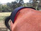 Back Pad, Rectangular - Red Light & Near Infrared (Australia only)