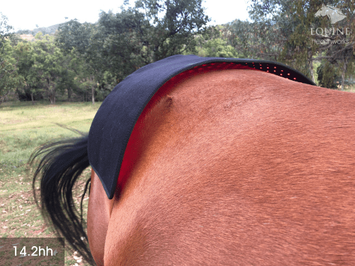Back Pad, Rectangular - Red Light & Near Infrared (Australia only)