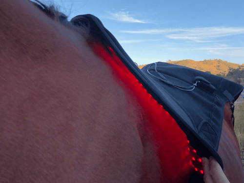 Contoured Back Pad - Red Light & Near Infrared