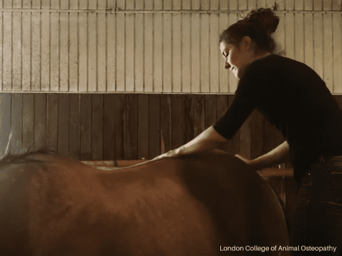 International Diploma in Equine Osteopathy