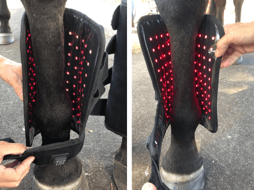 SAVE $50! Red Light Boots Combo for Horses (Australia only)